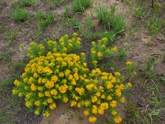 Lithospermum caroliniense