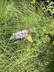 Ochlodes sylvanoides