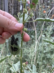 Calligrapha serpentina