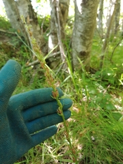 Platanthera huronensis
