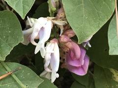 Canavalia septentrionalis