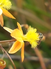 Bulbine