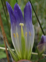 Gentianopsis holopetala
