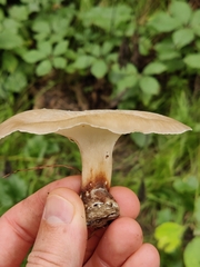 Lentinus substrictus
