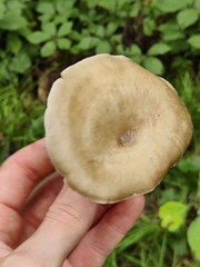 Lentinus substrictus