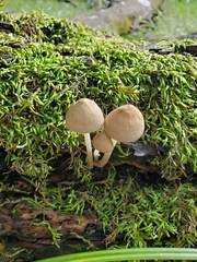 Mycena