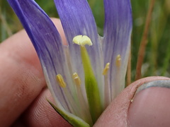 Gentianopsis holopetala