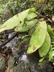 Elaphoglossum crinitum
