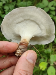 Lentinus substrictus