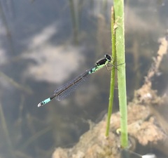 Coenagrion armatum