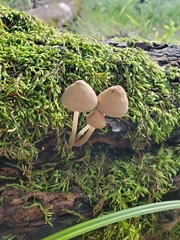 Mycena