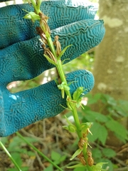 Platanthera huronensis