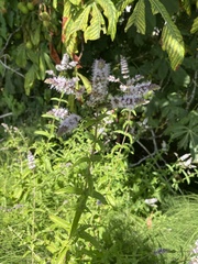 Mentha