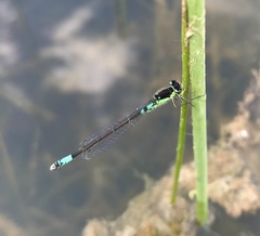 Coenagrion armatum