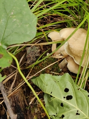 Lentinus substrictus