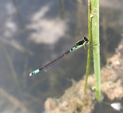 Coenagrion armatum