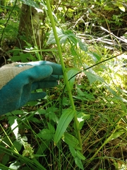 Platanthera huronensis