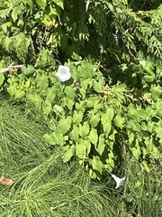 Calystegia silvatica
