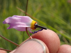 Primula tetrandra