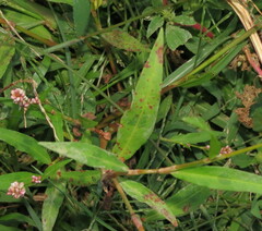 Septoria polygonorum