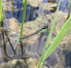Coenagrion armatum