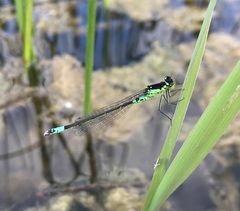 Coenagrion armatum