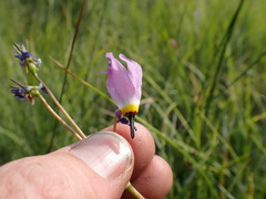 Primula tetrandra