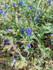 Anchusa officinalis