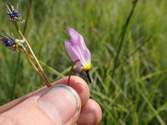Primula tetrandra