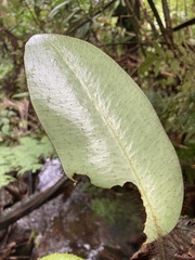 Elaphoglossum crinitum