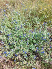 Anchusa officinalis