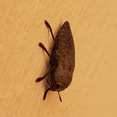 Capnodis tenebricosa