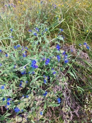 Anchusa officinalis