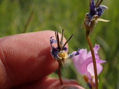 Primula tetrandra