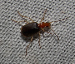 Brachinus adustipennis