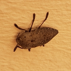 Capnodis tenebricosa