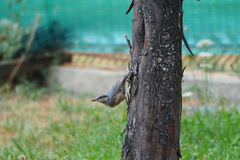 Sitta europaea