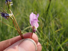 Primula tetrandra