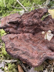 Phaeolus