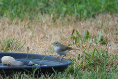 Phylloscopus bonelli