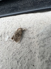 Choristoneura fumiferana