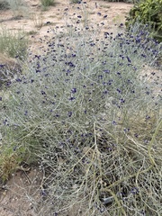 Psorothamnus scoparius