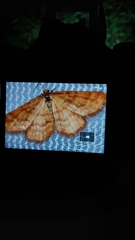 Idaea serpentata