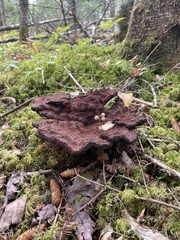 Phaeolus