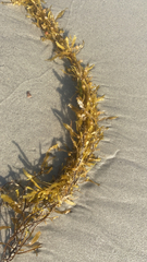 Sargassum