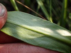 Primula tetrandra