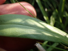 Primula tetrandra