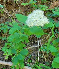 Spiraea betulifolia