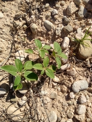 Croton monanthogynus