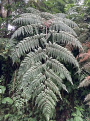 Cyatheales